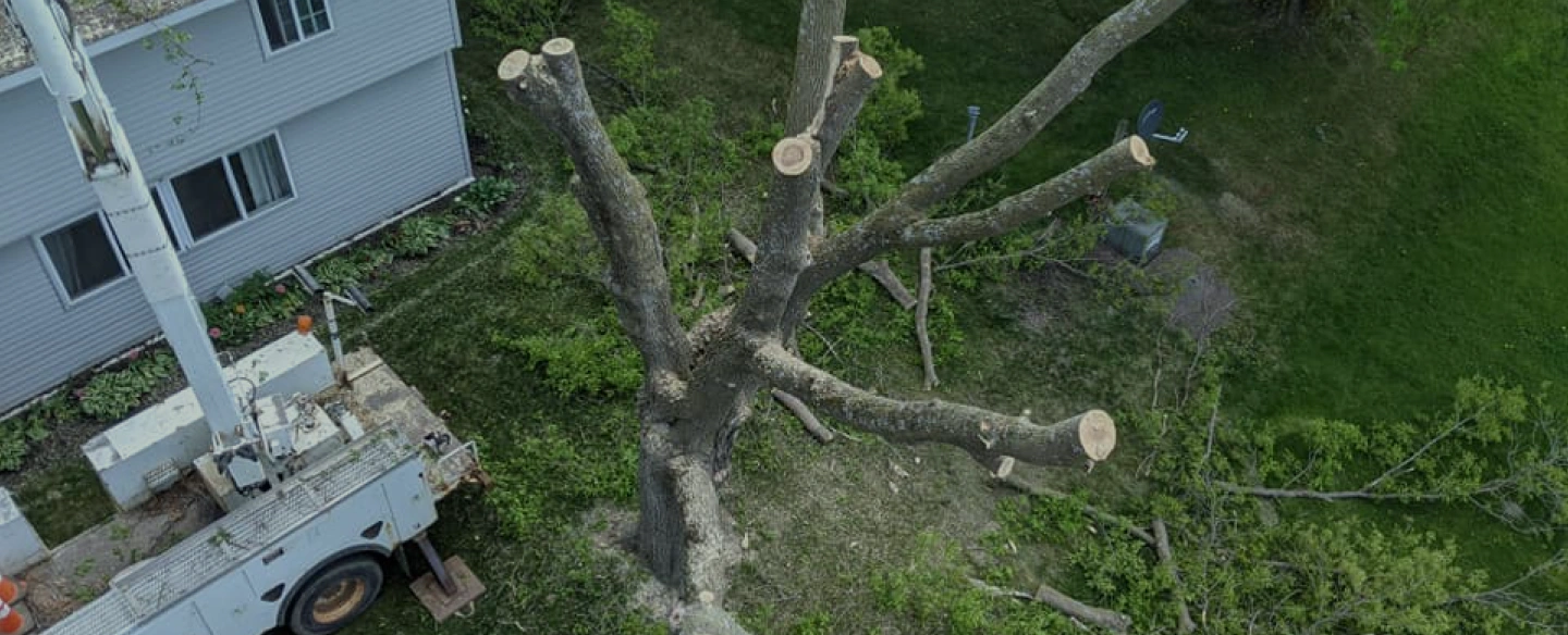 cutting tree using a crane 1
