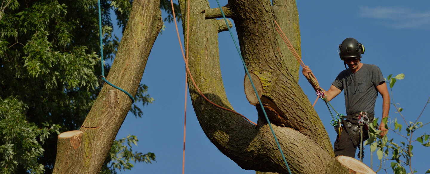removing hazardous tree trunks 1