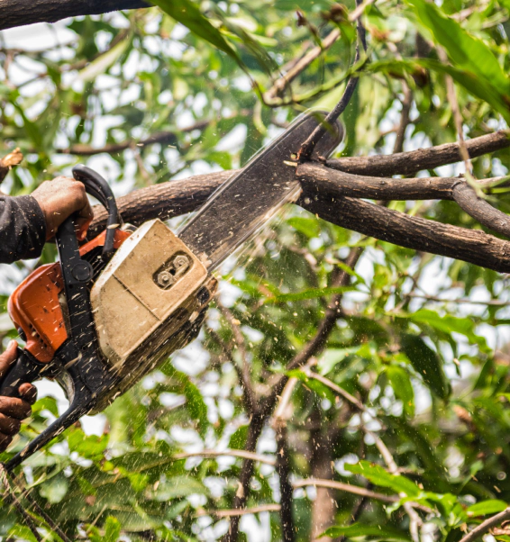 trimming tree with a chainsaw